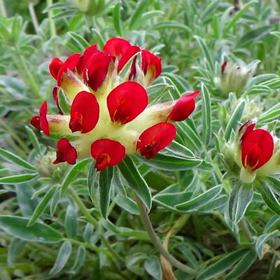 Anthyllis vulneraria 'Coccinea'