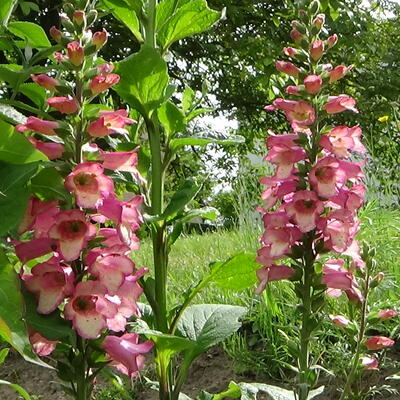 Digitalis x valinii 'Berry Canary' - 