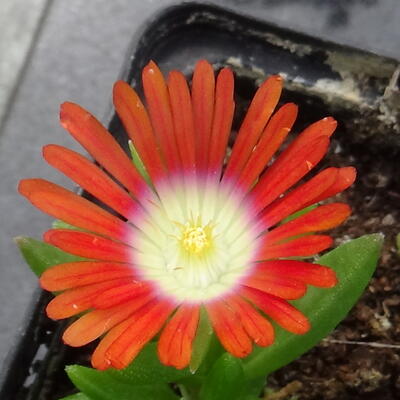 Delosperma dyeri 'Red Mountain' - 