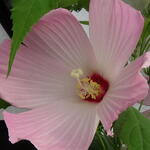 Hibiscus moscheutos - 