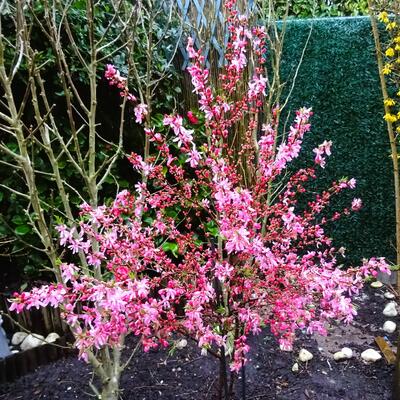 Prunus 'Comet' - 