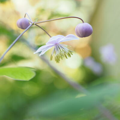 Thalictrum rochebrunianum - Thalictrum rochebrunianum