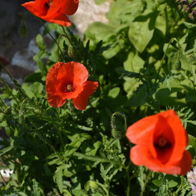 Papaver rhoeas - 