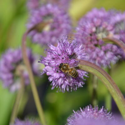 Allium senescens - 