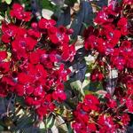 Dianthus gratianopolitanus 'Rubin' - 