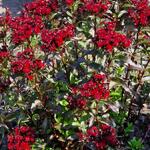 Dianthus gratianopolitanus 'Rubin' - 