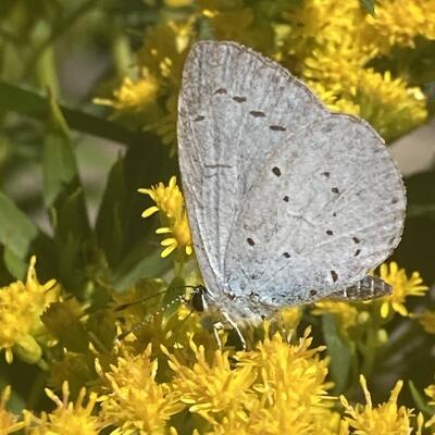 Solidago canadensis - 