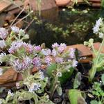 Petasites fragrans - 