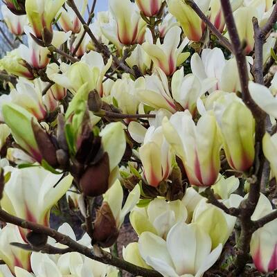 Magnolia 'Sunrise' - 