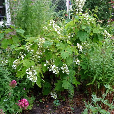 Hydrangea quercifolia - Eichenblättrige Hortensie - Hydrangea quercifolia