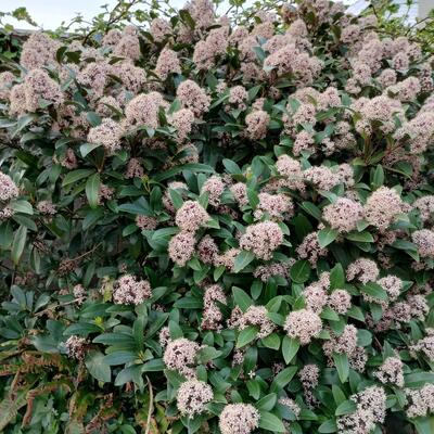 Skimmia japonica 'Rubella' - Skimmia japonica 'Rubella'