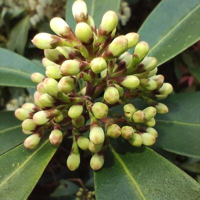 Skimmia japonica subsp. reevesiana - Skimmia japonica subsp. reevesiana