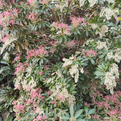 Pieris 'Forest Flame'