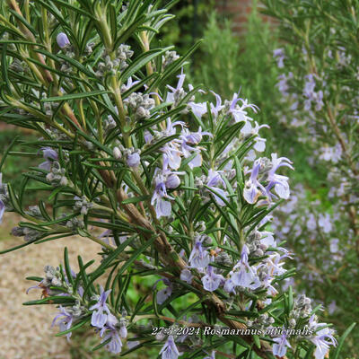 Rosmarinus officinalis - Rosmarin - Rosmarinus officinalis