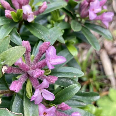 Daphne x transatlantica 'Pink Fragrance'