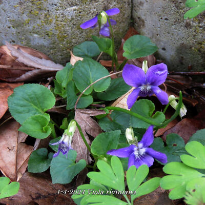 Viola riviniana - 