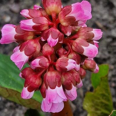 Bergenia cordifolia 'Rotblum' - Bergenia cordifolia 'Rotblum'