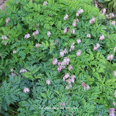 Dicentra formosa - Kleines Tränendes Herz - Dicentra formosa