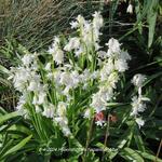 Hyacinthoides hispanica 'Alba' - 