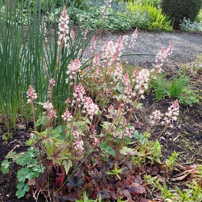 Tiarella 'Taelon' - 