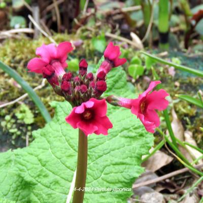 Primevère du Japon - Primula japonica