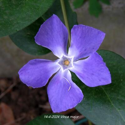 grande pervenche - Vinca major