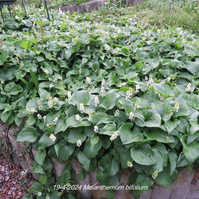 Maïanthème à deux feuilles - Maianthemum bifolium