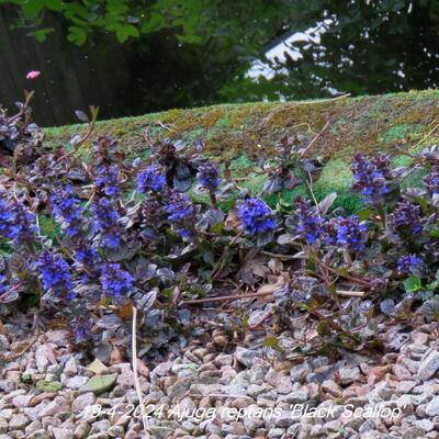 Ajuga reptans 'Black Scallop' - Ajuga reptans 'Black Scallop'