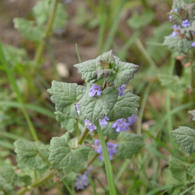 Lamium purpureum - 