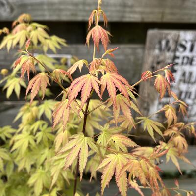 Acer palmatum 'Wilson's Pink Dwarf' - 