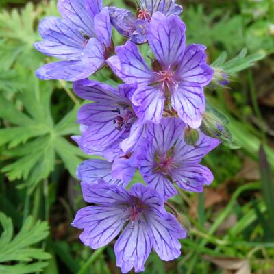 Geranium tuberosum - 