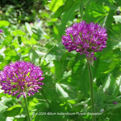 Allium hollandicum 'Purple Sensation' - 