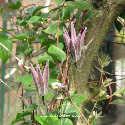 Clematis 'Niobe' - Clematis 'Niobe'