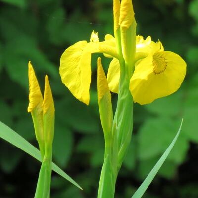 Iris pseudacorus - IRIS DES MARAIS - Iris pseudacorus