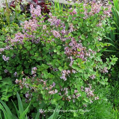 LILAS DE CORÉE NAIN, LILAS NAIN 'PALIBIN' - Syringa meyeri 'Palibin'