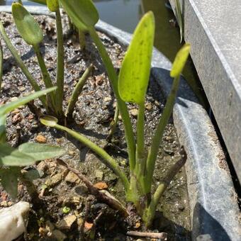 Pontederia cordata