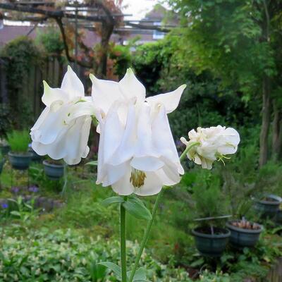 Aquilegia hybride - 