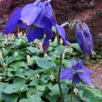 Aquilegia alpina