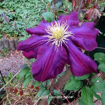 Clematis 'Niobe'