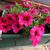 Calibrachoa 'CONGA Rose'