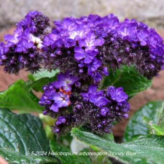 Heliotropium arborescens 'Honey Blue'