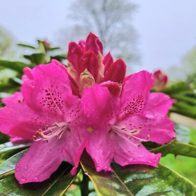 Rhododendron 'Caractacus' - 