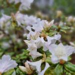 Rhododendron 'Dora Amateis' - Rhododendron 'Dora Amateis'