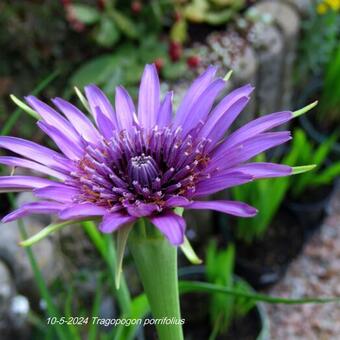 Tragopogon porrifolius