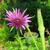 Tragopogon porrifolius