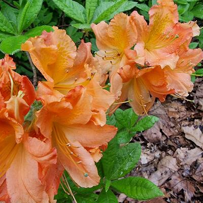 Japanische Azalee - Rhododendron molle subsp. japonicum (oranje)