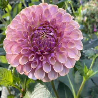 Dahlia 'Caitlin's Joy'