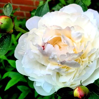 Paeonia lactiflora 'Festiva Maxima'