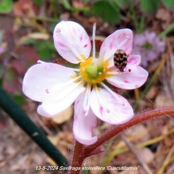 Saxifraga stolonifera 'Cuscutiformis'