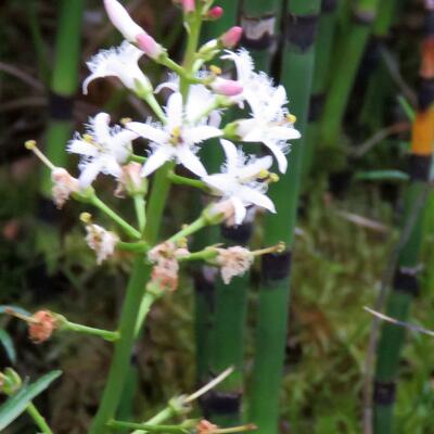 Trèfle d'eau - Menyanthes trifoliata